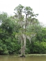 Louisiane, photo 13