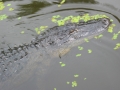 Louisiane, photo 18