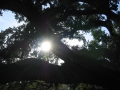 Louisiane, photo 30